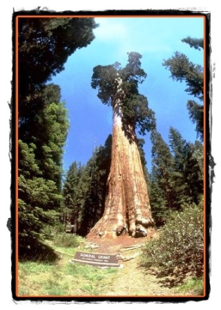 Sequoia arborii gigantici nemuritori
